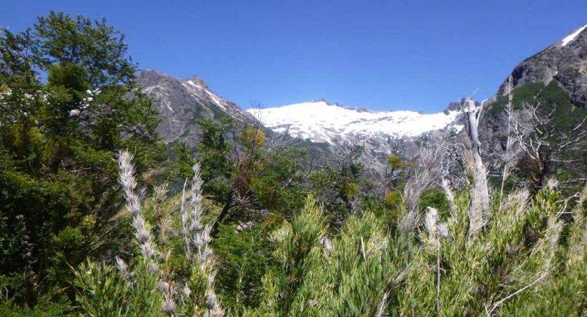 In the foreground, wildflowers spring upward toward the snow capped mountains in the background. 